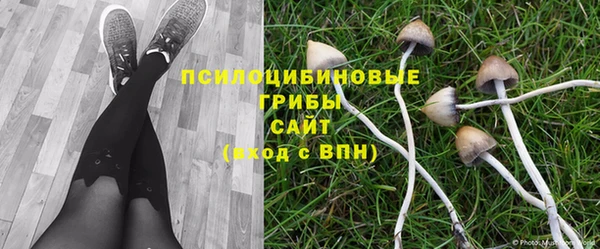 прущие грибы Володарск